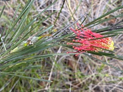 Grevillea hookeriana