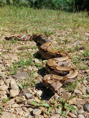 Boa constrictor constrictor