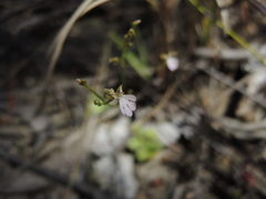 Stylidium pachyrrhizum
