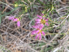 Melaleuca glaberrima