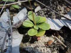 Stylidium pachyrrhizum