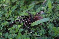 Acanthoscurria geniculata