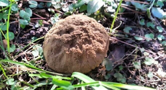 Calvatia