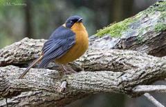 Cossypha dichroa dichroa