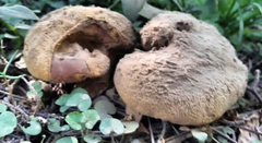 Calvatia