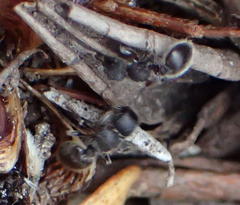 Meranoplus peringueyi