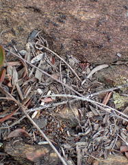 Meranoplus peringueyi