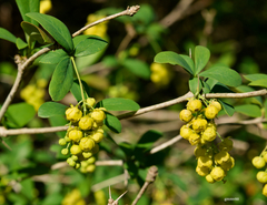 Berberis laurina