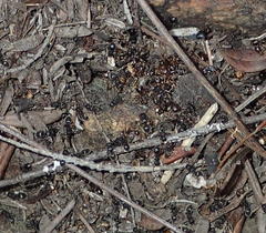 Meranoplus peringueyi