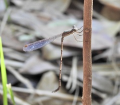 Indolestes tenuissimus