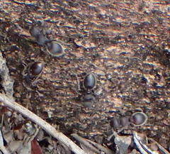 Meranoplus peringueyi