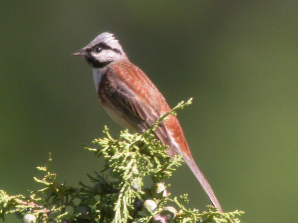 White-capped Bunting photo