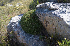 Oldenburgia paradoxa