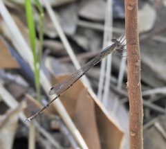 Indolestes tenuissimus