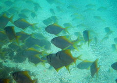 Schuettea scalaripinnis