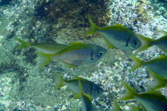 Schuettea scalaripinnis