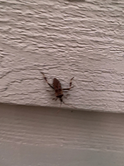 Leptoglossus clypealis