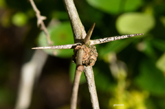 Berberis laurina