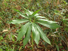 Arisaema thunbergii urashima
