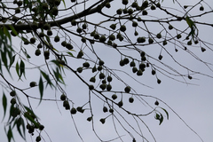 Codonocarpus attenuatus