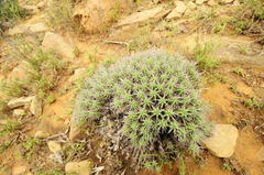Euphorbia ferox