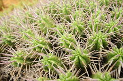 Euphorbia ferox