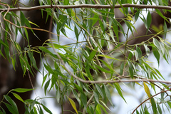 Codonocarpus attenuatus
