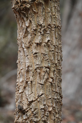 Codonocarpus attenuatus