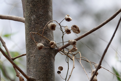 Codonocarpus attenuatus
