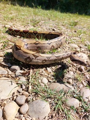 Boa constrictor constrictor