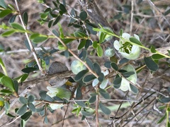 Leptospermum spinescens