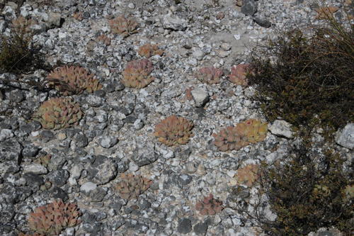 Gibbaeum hartmannianum