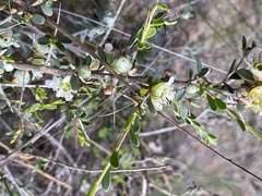 Leptospermum spinescens