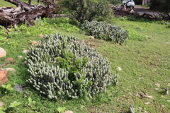 Tephrocactus articulatus