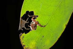 Strigoplus guizhouensis