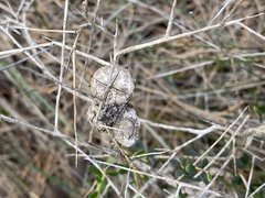 Leptospermum spinescens