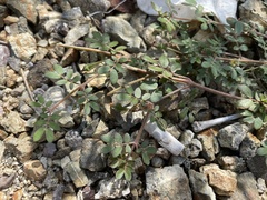 Kallstroemia peninsularis