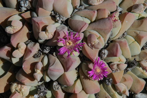 Gibbaeum hartmannianum