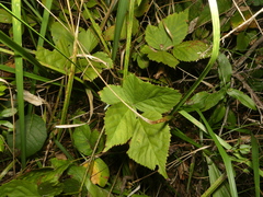 Rubus roribaccus