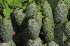 Tephrocactus articulatus