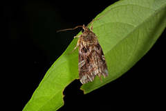 Callopistria exotica