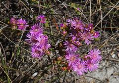Drosanthemum parvifolium