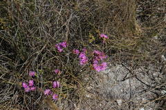 Drosanthemum parvifolium