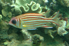 Sargocentron rubrum