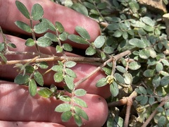 Kallstroemia peninsularis