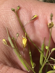 Cleome tenuis