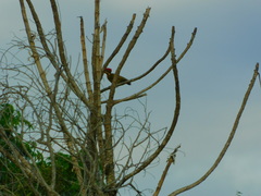 Piculus chrysochloros