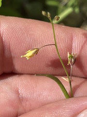 Cleome tenuis