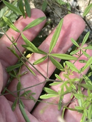 Cleome tenuis