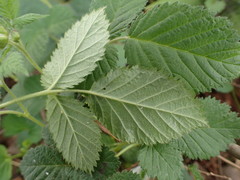 Rubus hirsutus